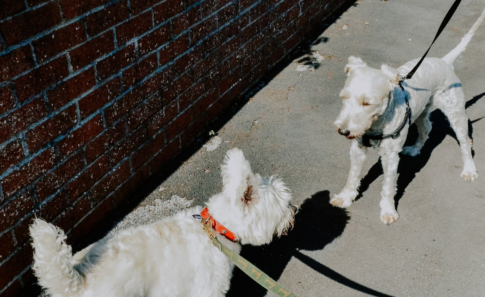 2 Dogs Being Walked on Leads