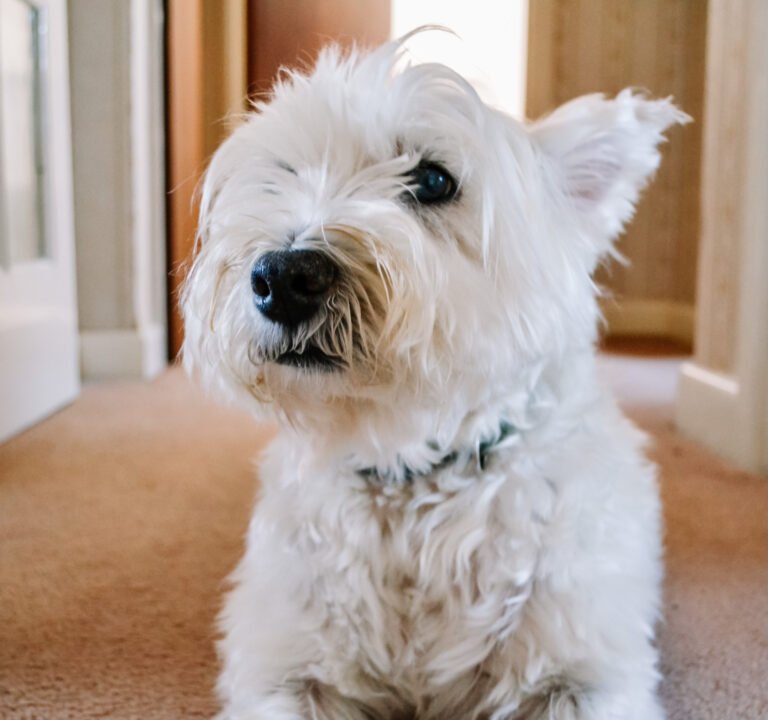 Westie headshot indoors