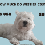 Image of How Much do Westies Cost in 2022