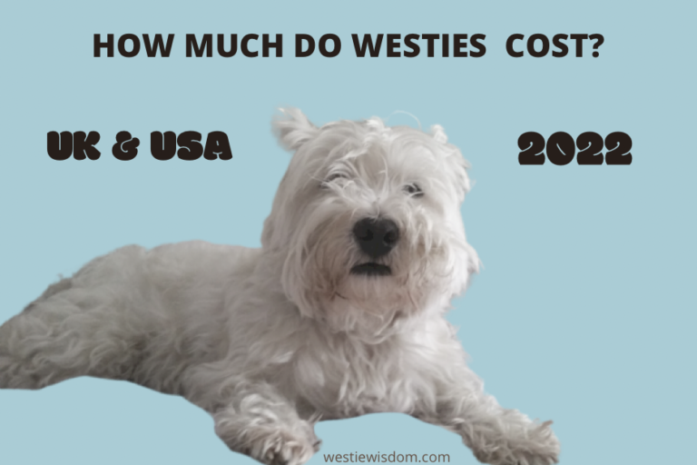 Image of How Much do Westies Cost in 2022