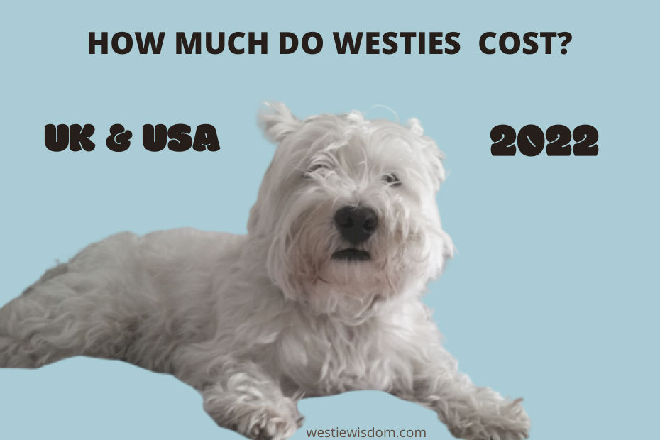 How Much do Westies Cost in 2022? ~ Comprehensive Guide; Puppies, Rescues, UK & US Prices - Westie Wisdom