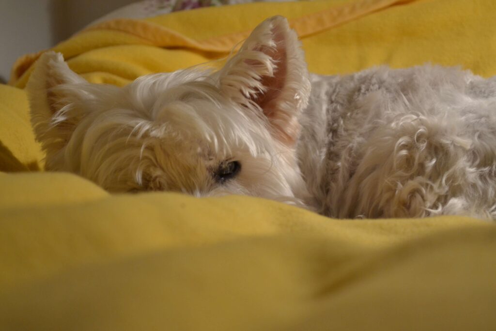 Average Westie Lifespan: How Long They Live, Diseases, Care