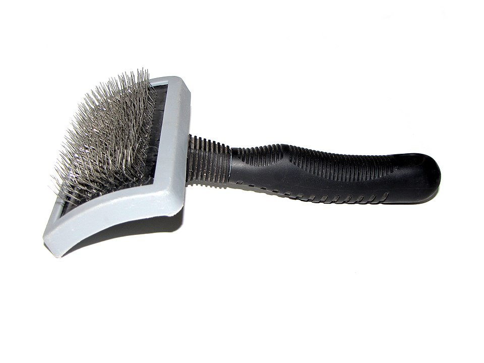 Slicker brush for grooming Westies