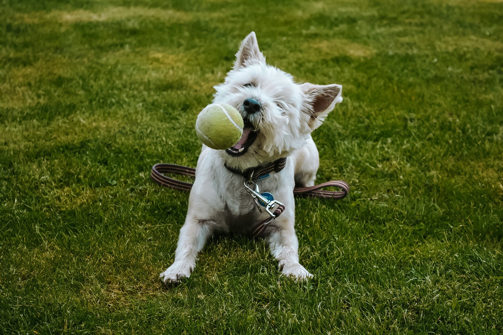 Best dog harness outlet for westies