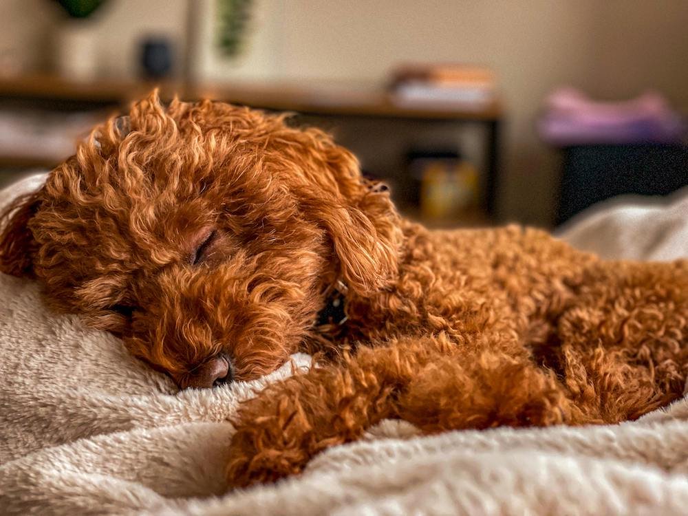 Boy Dog Names